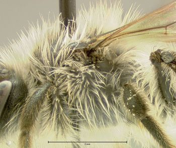 Media type: image;   Entomology 609512 Aspect: thorax lateral